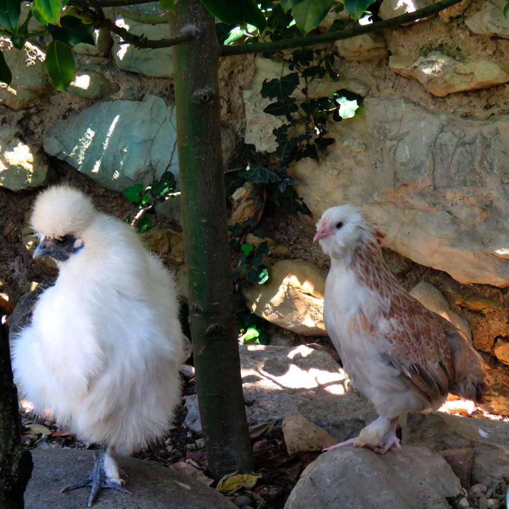 Les buis de Lussan | Les poules de Soie
